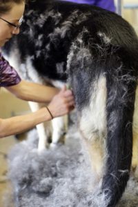8 Ways to Get Your Pet Ready for Spring