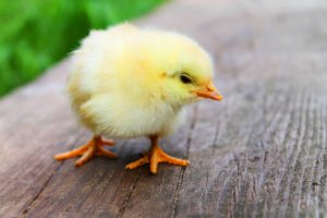 3 Pets You Shouldn't Adopt this Easter