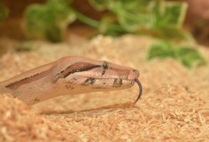 Snake Behaviors Explained