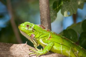 5 Reptiles to Consider Adopting