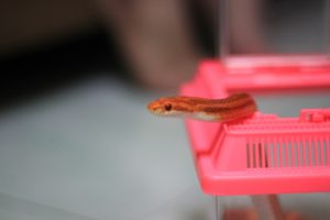 enriching your reptile's life