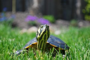 Ways to Enrich Your Reptile's Life