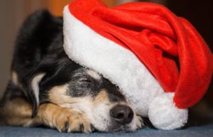 Holiday Dog Treats