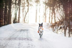 Dog Coats 