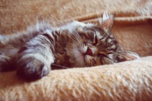 Calming Pets who Have Anxiety Over Thunderstorms