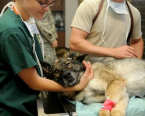 pet blood bank