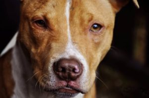 breed discrimination