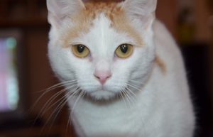 Turkish Van Cat