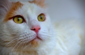 Turkish Van Cat