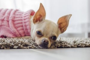 spoiled pets