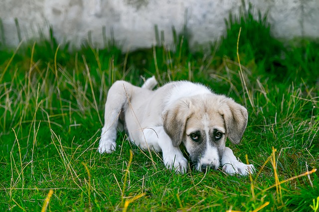 dog glassy eyes lethargic