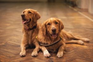 Smart Home Technology Every Pet Parent Needs