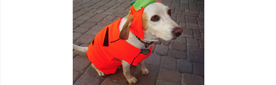 Dog Halloween Costumes