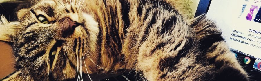 The 10 Coolest Pets on the Internet