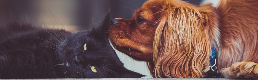 Help Your Pet Adjust to Their New Home