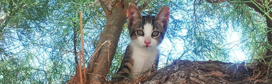 Lost Cat? Look in the trees