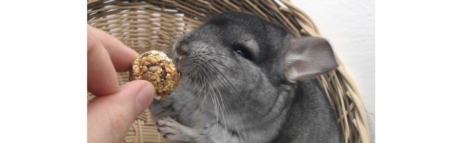 How to Care for Chinchillas