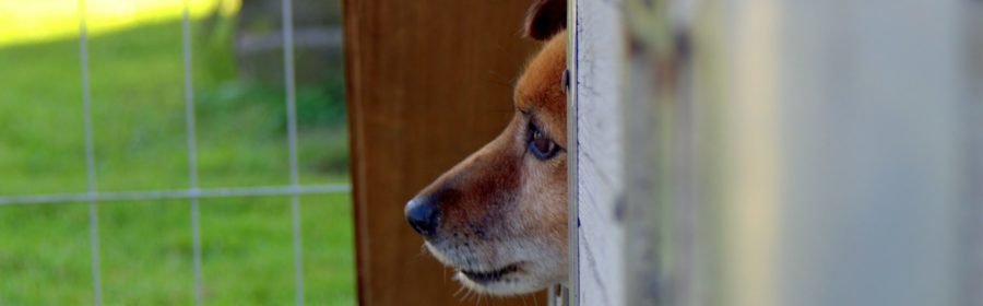 Why You Should Volunteer at Your Local Animal Shelter