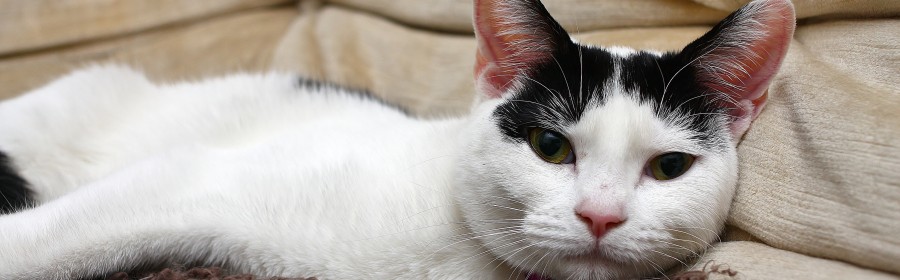 Indoor Cat