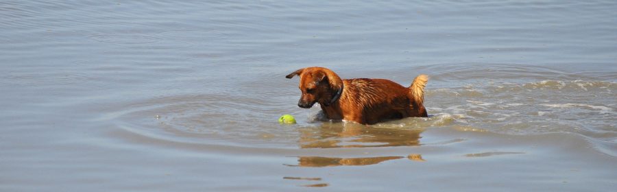 The Best Toys for Your Dog's Personality