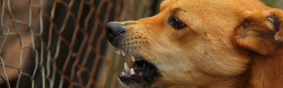 ways to stop dog aggression