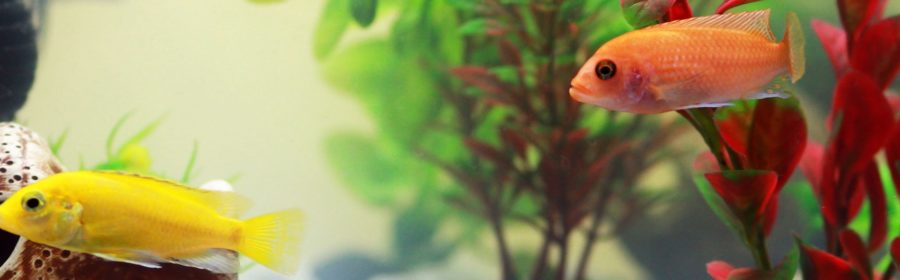 5 Unexpected Ways Being a Fish Parent Benefits You