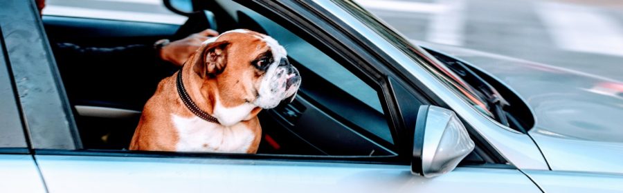 5 Pet Car Safety Options