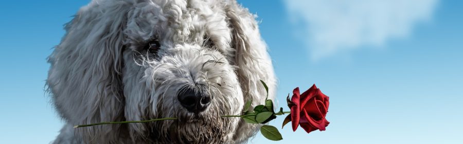Valentine's Day Gifts for Dogs