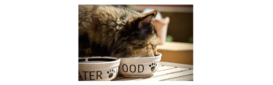 Alternative Ways to Feed Your Kitty