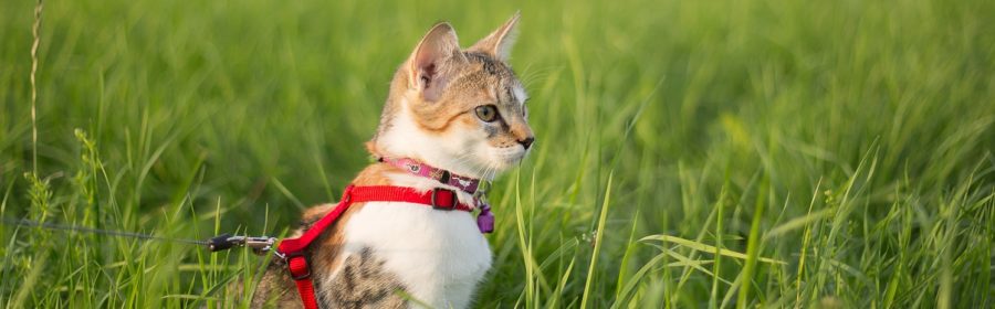 7 Tips to Leash Train Your Cat Like a Pro