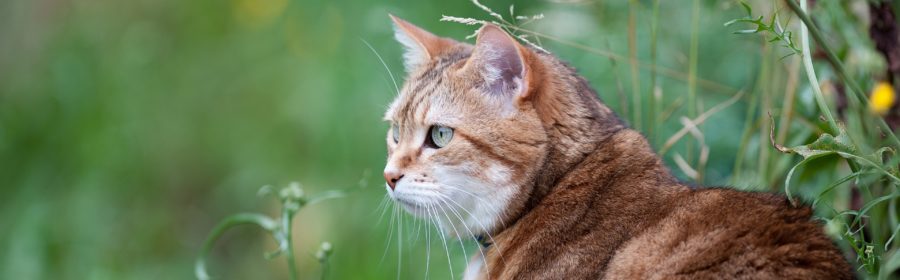 Indoor vs. Outdoor: Which Environment is Better for Your Pet?