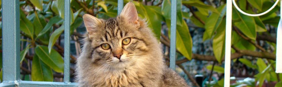 Checking Your Kitty’s Health With Color Changing Litter