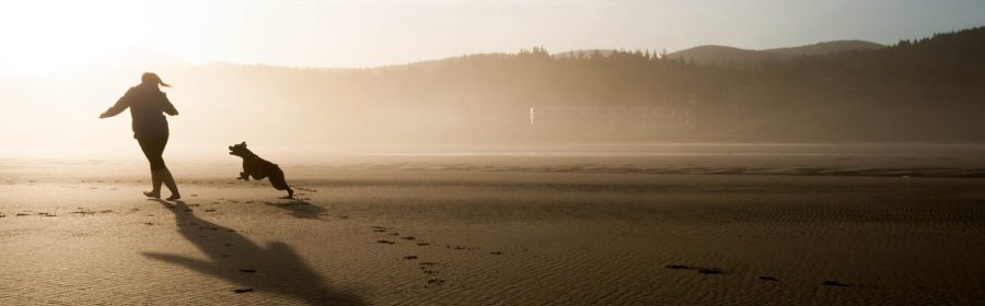 Go to the beach – If you live in a warm climate with beaches this could be the perfect place to take your pet. There is a lot of room to play fetch or to go swimming if your dog knows how to swim. Even taking your furry friend to a lake or dog friendly pool can be an adventure that your dog could enjoy!