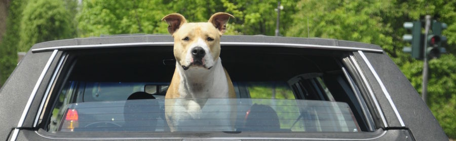 The Danger of Leaving Your Dog in the Car