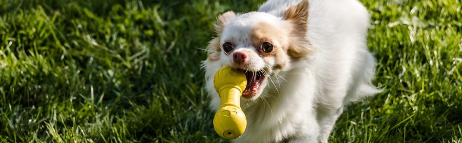 5 Summer Toys & Treats For Your Pup