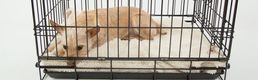 Should You Crate Train Your Dog?