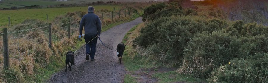 5 Reasons To Take Your Dog For A Walk