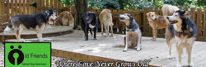 old friends senior dog rescue