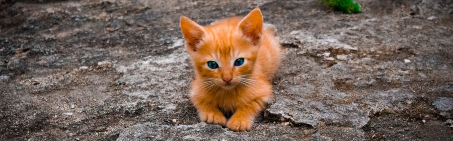 Tips for Raising Your Kitten