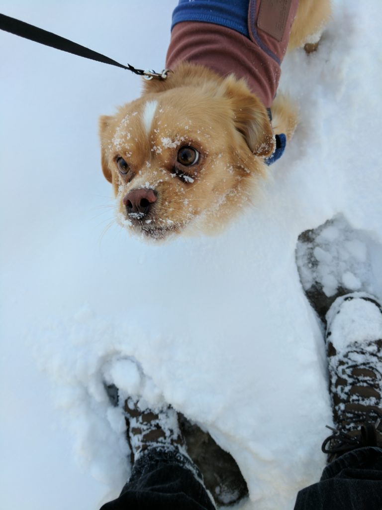 5 Things to Consider Before Pet Sitting Project Pawsitivity