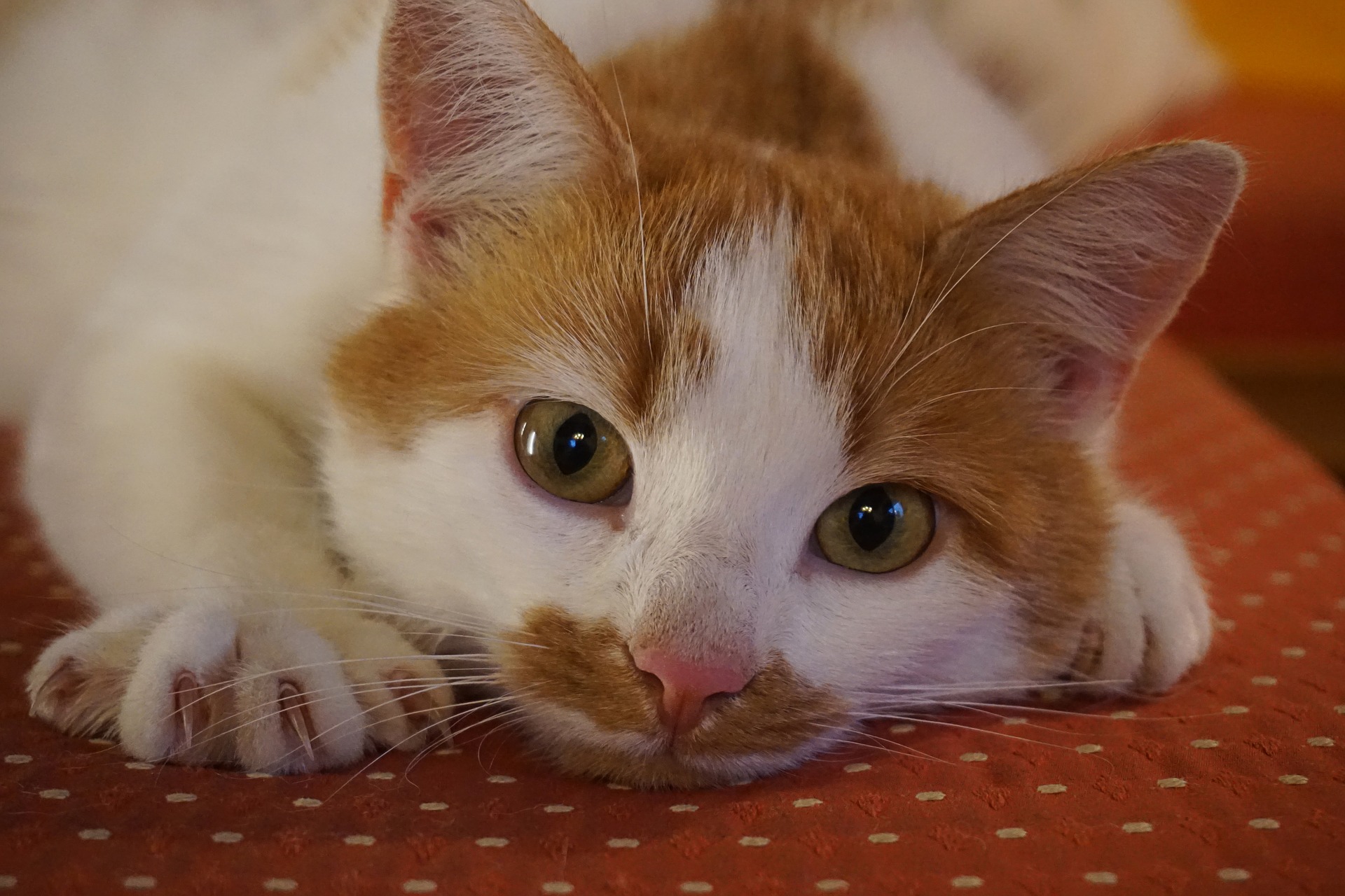 Love Your Cat’s Claws 5 Reasons Why You Shouldn’t Declaw Your Cat