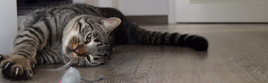 5 Reasons Why You Shouldn't Declaw Your Cat