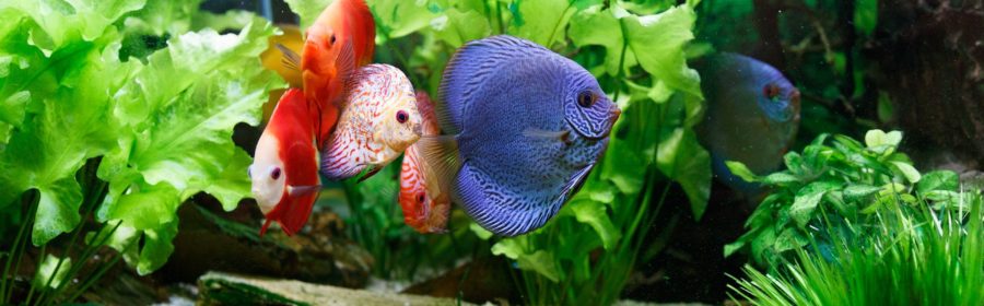 Fresh vs Salt Water: Choosing the Best Tank for You