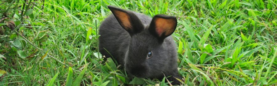 10 Bunny Behaviors Decoded