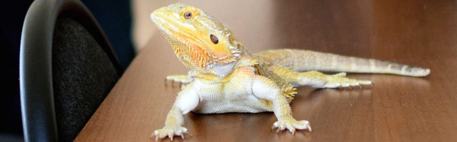 Ways to Enrich Your Reptile's Life