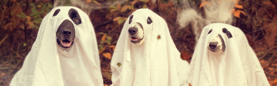 5 Halloween Costume Safety Tips for Pets