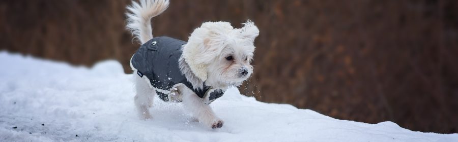 Dog Coats