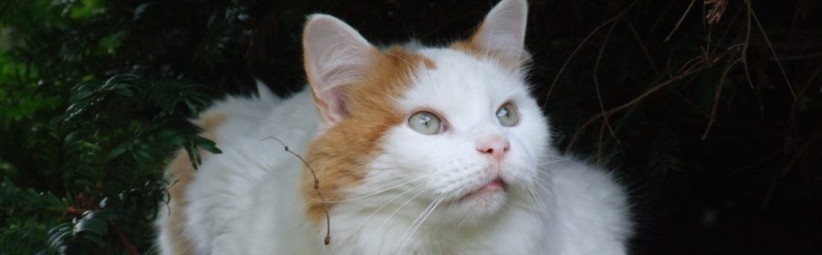 Turkish Van Cat