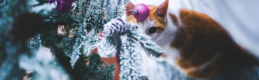 pet christmas gifts