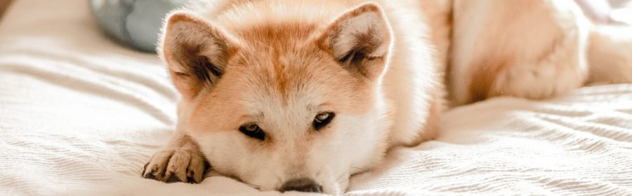 15 signs your dog is sick